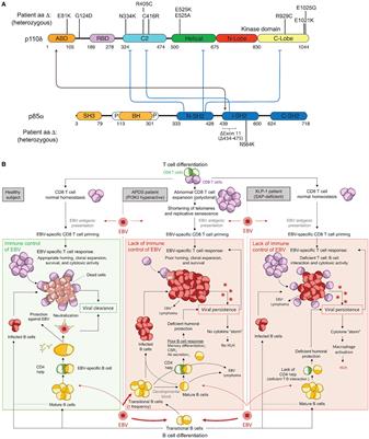 Epstein–Barr Virus Susceptibility in Activated PI3Kδ Syndrome (APDS) Immunodeficiency